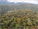 Helicopter survey of diverse, old-growth forest in PNG