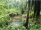 Field survey of a tropical rain forest