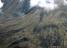 斜め写真003　新岳の西斜面では、噴火時に発生した火砕流により薙ぎ倒されたと考えられる倒木群が見られる